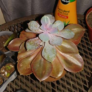 Echeveria Perle Von Nurnberg