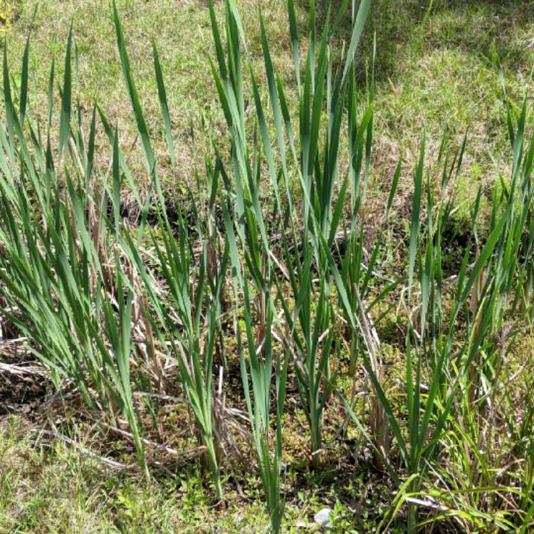 Plant image Typha