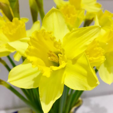 Daffodil