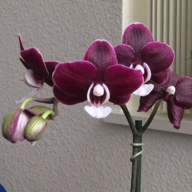 Moth Orchid