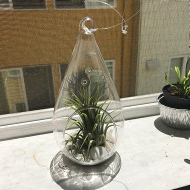 Airplant