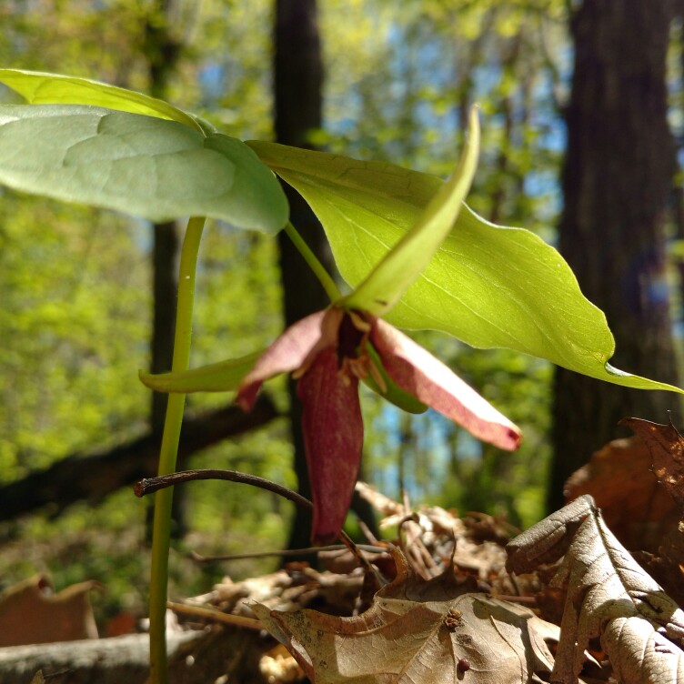 Kaitlyn 's garden