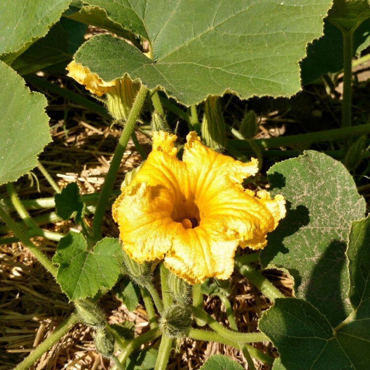 Squash 'Buttercup'