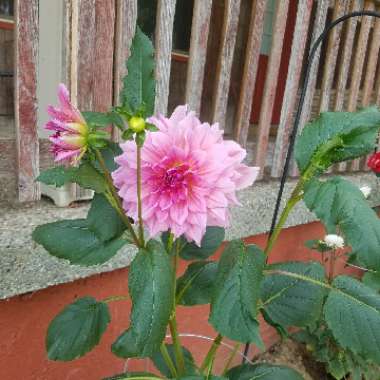 Dahlia 'Penhill Dark Monarch'