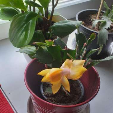 Christmas Cactus