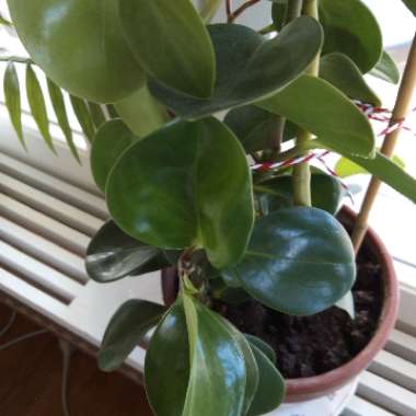 Peperomia