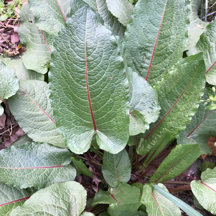 Plant image Rumex sanguineus var. sanguineus