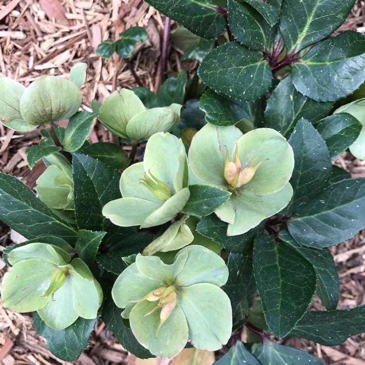 Plant image Helleborus dumetorum