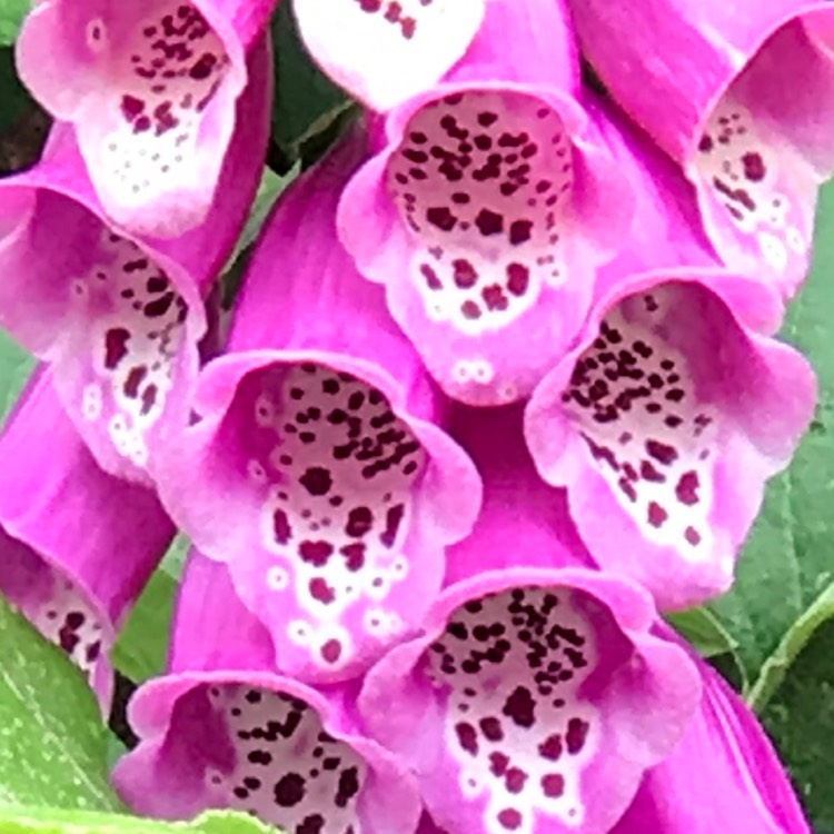 Plant image Digitalis purpurea 'Camelot Rose'