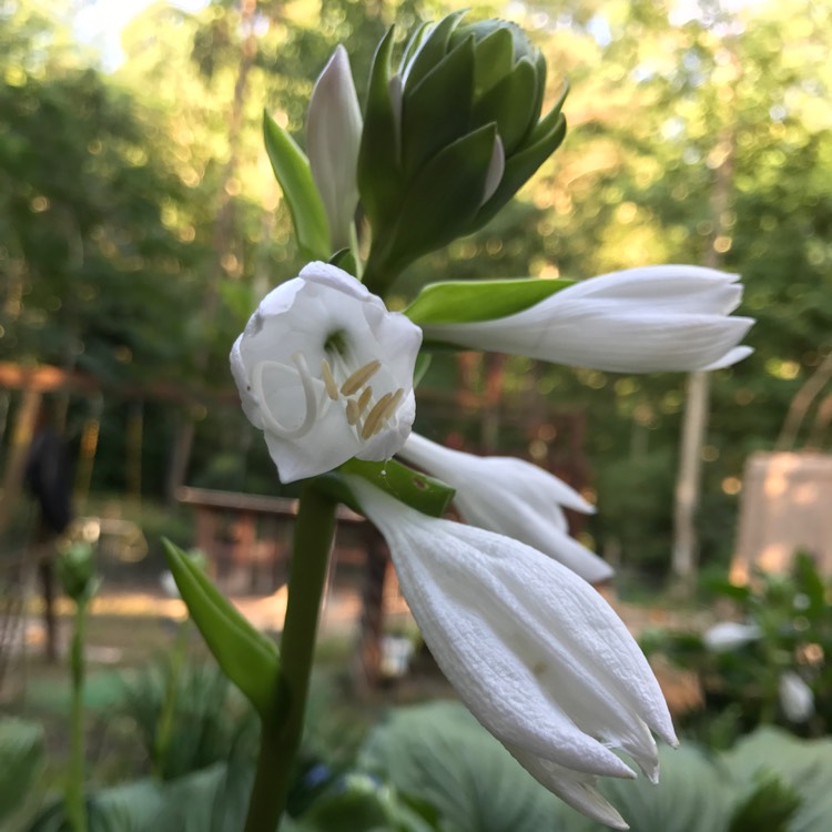 Plant image Hosta 'Carnival'