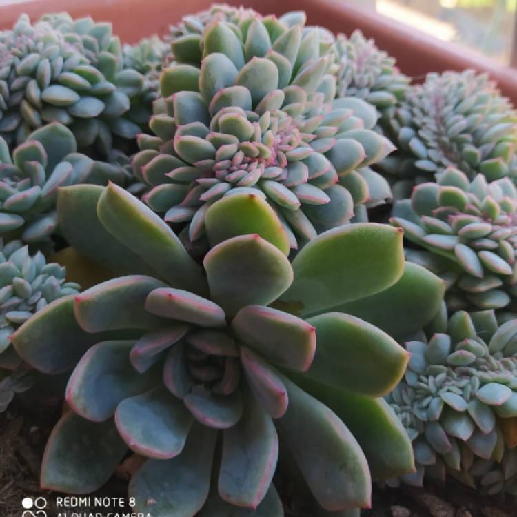 Plant image Echeveria Gusto