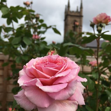 Rose 'Gertrude Jekyll' (Shrub)