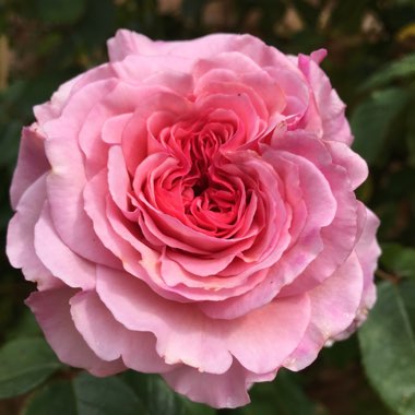 Rose 'Gertrude Jekyll' (Shrub)