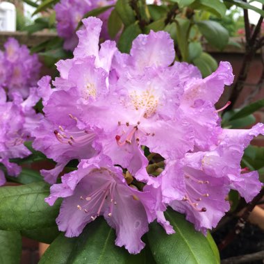 Rhododendron