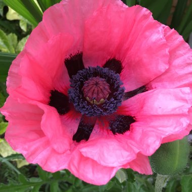 Poppy 'Poppy Love'