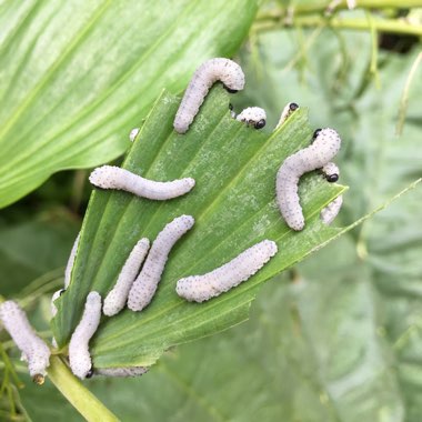 Solomon's seal