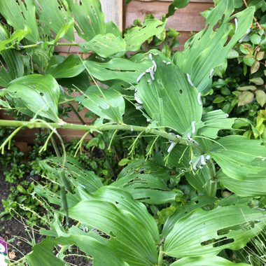 Solomon's seal