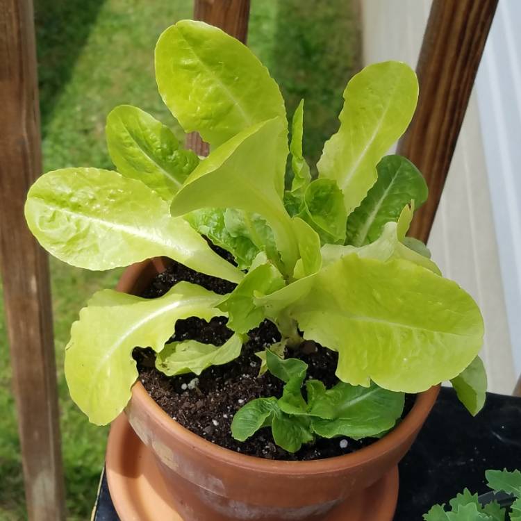 Plant image Lactuca Sativa 'Buttercrunch'