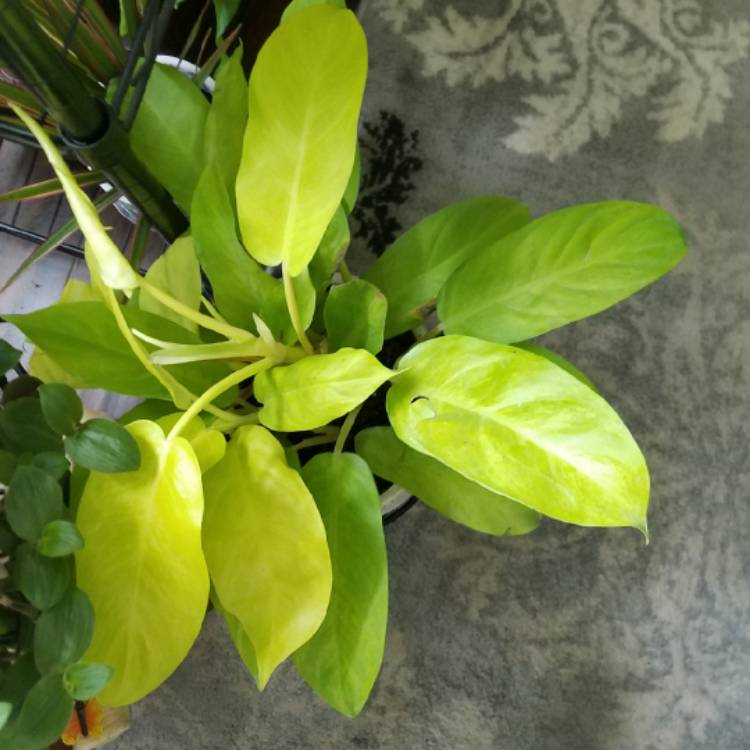 Plant image Philodendron 'Thai Sunrise'