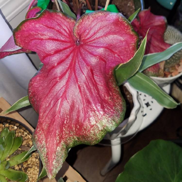 Plant image Caladium 'Buck'