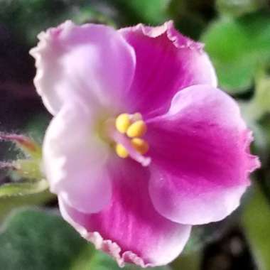 Streptocarpus sect. Saintpaulia  syn. Saintpaulia