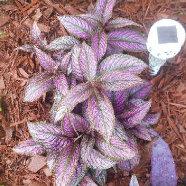 Strobilanthes dyeriana 'Persian Shield'