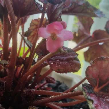 Begonia (Rex Cultorum Group) 'Evening Glow' syn. Begonia rex 'Evening Glow'