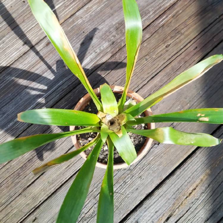 Plant image Guzmania lingulata