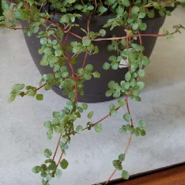 Pilea Glauca 'Silver Sprinkles' syn. Pilea libanensis 'Silver Sprinkles'