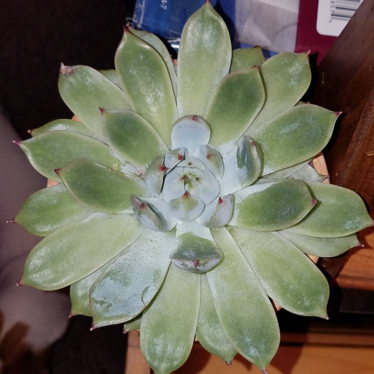 Plant image Echeveria Gusto