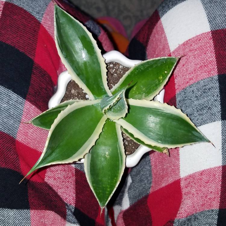 Plant image Agave parryi 'Cream spike'