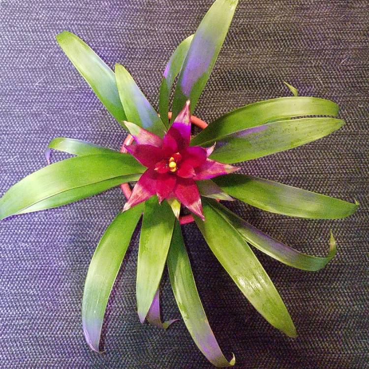 Plant image Guzmania 'Hope'