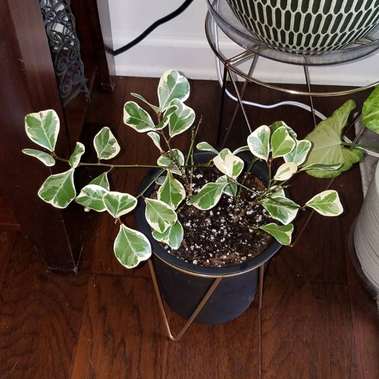 Plant image Ficus Triangularis 'Variegata'