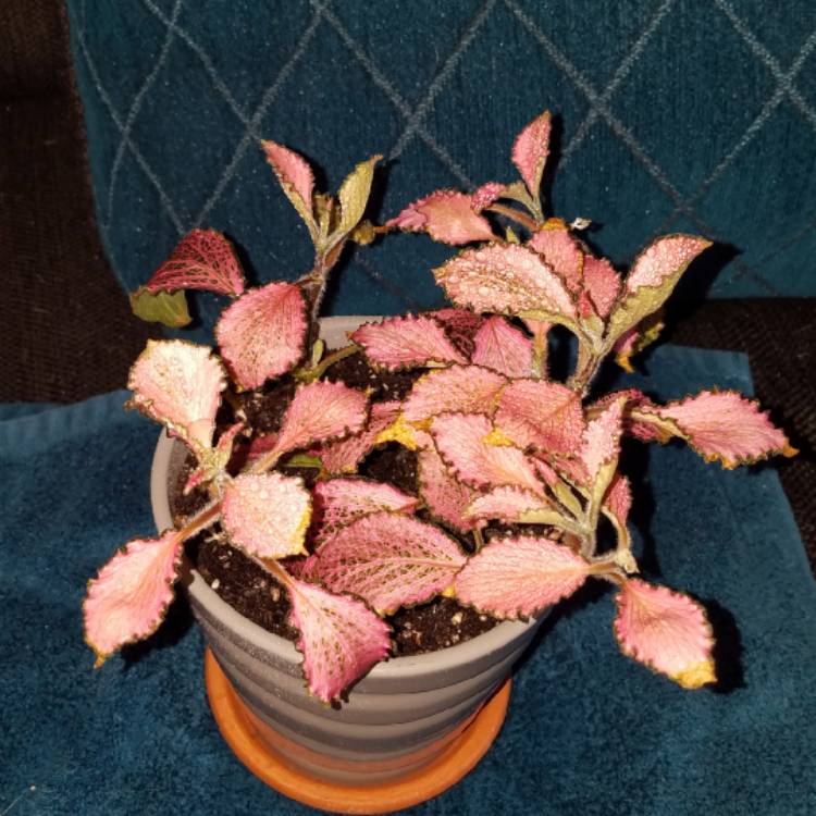 Plant image Fittonia Albivenis  'Frankie'