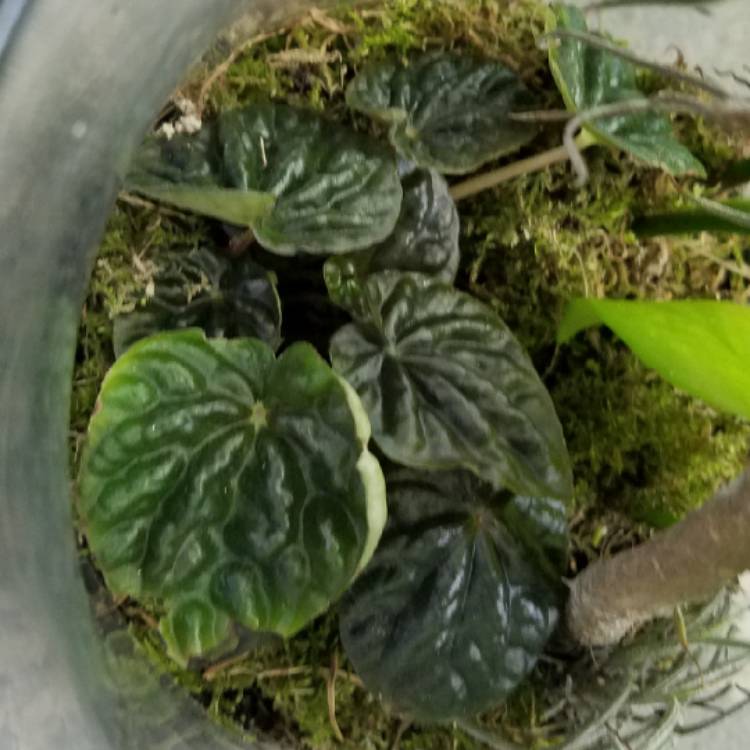 Plant image Peperomia caperata 'Emerald Ripple'