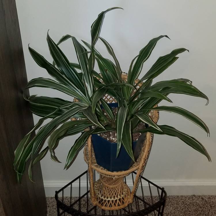 Plant image Dracaena deremensis 'Warneckii'