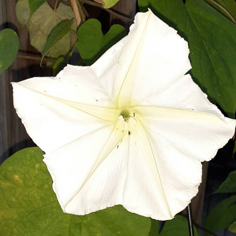 Plant image Ipomoea turbinata