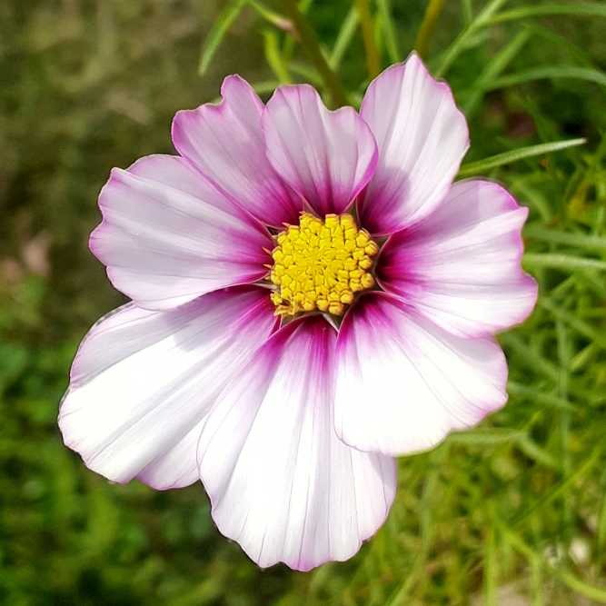 Plant image Cosmos bipinnatus 'Psyche Rose Picotee'