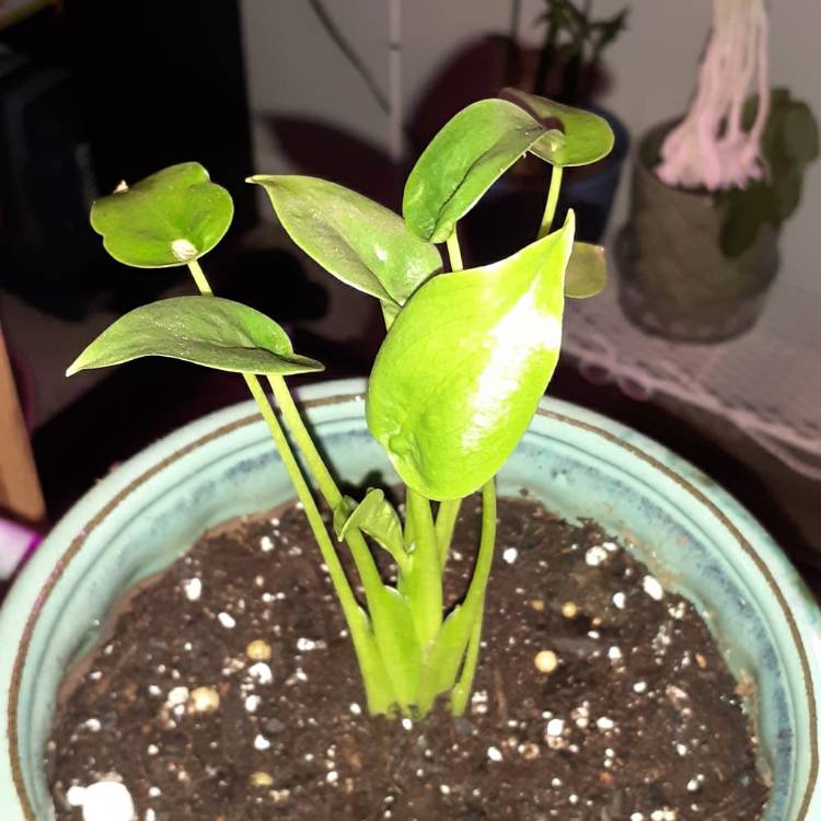 Plant image Alocasia 'Tiny Dancers'