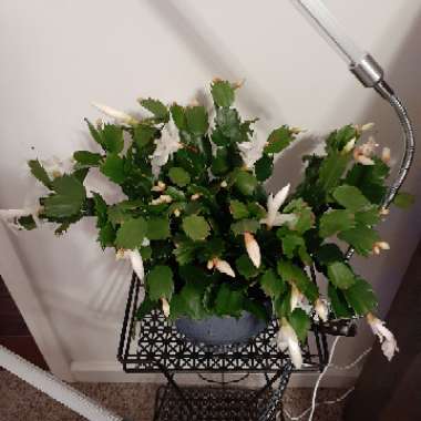 Christmas Cactus