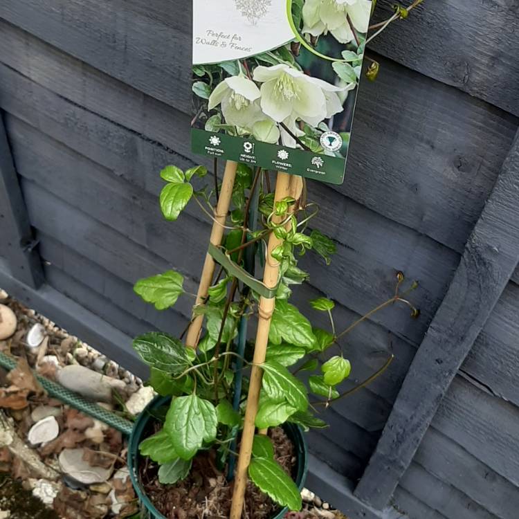 Plant image Clematis cirrhosa 'Wisley Cream'