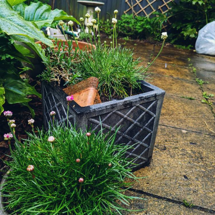 Plant image Armeria Pseudoarmeria 'Ballerina red'