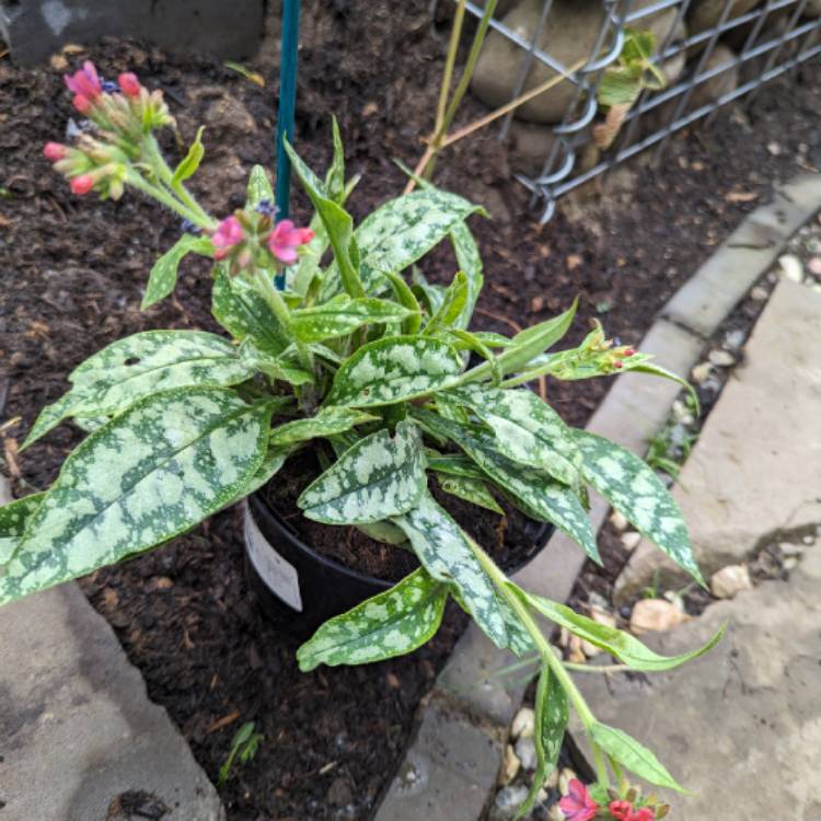 Plant image Pulmonaria 'Raspberry Splash'