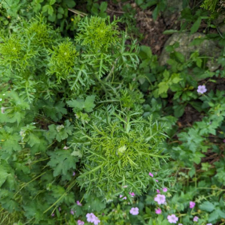 Plant image Malva moschata