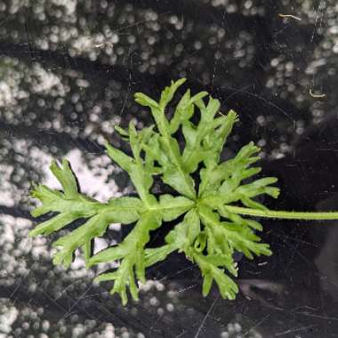 Malva moschata