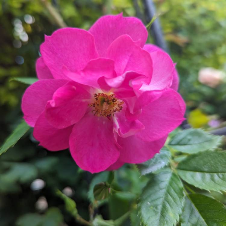 Plant image Rosa 'Zephirine Drouhin'