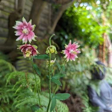 Aquilegia vulgaris var. stellata 'Nora Barlow'