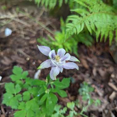 Aquilegia