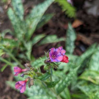 Pulmonaria 'Raspberry Splash'