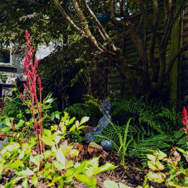 Astilbe chinensis 'Visions In Red'